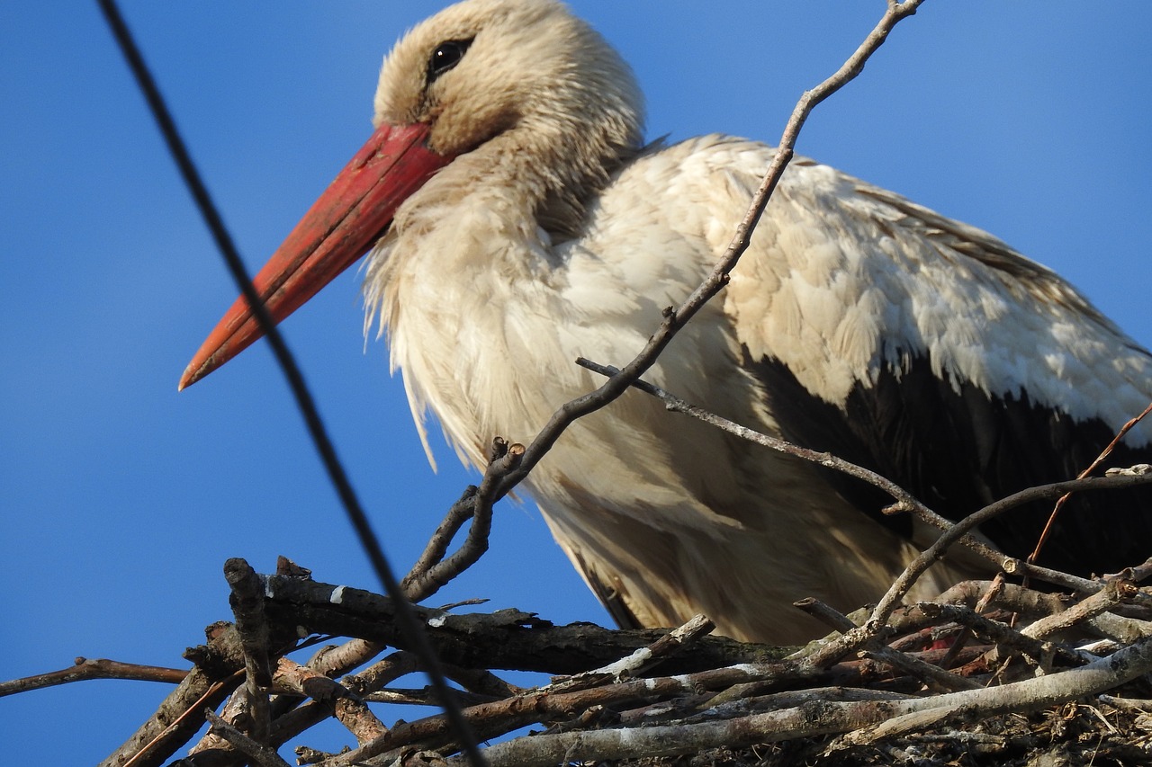 crow's nest  stork  bird free photo