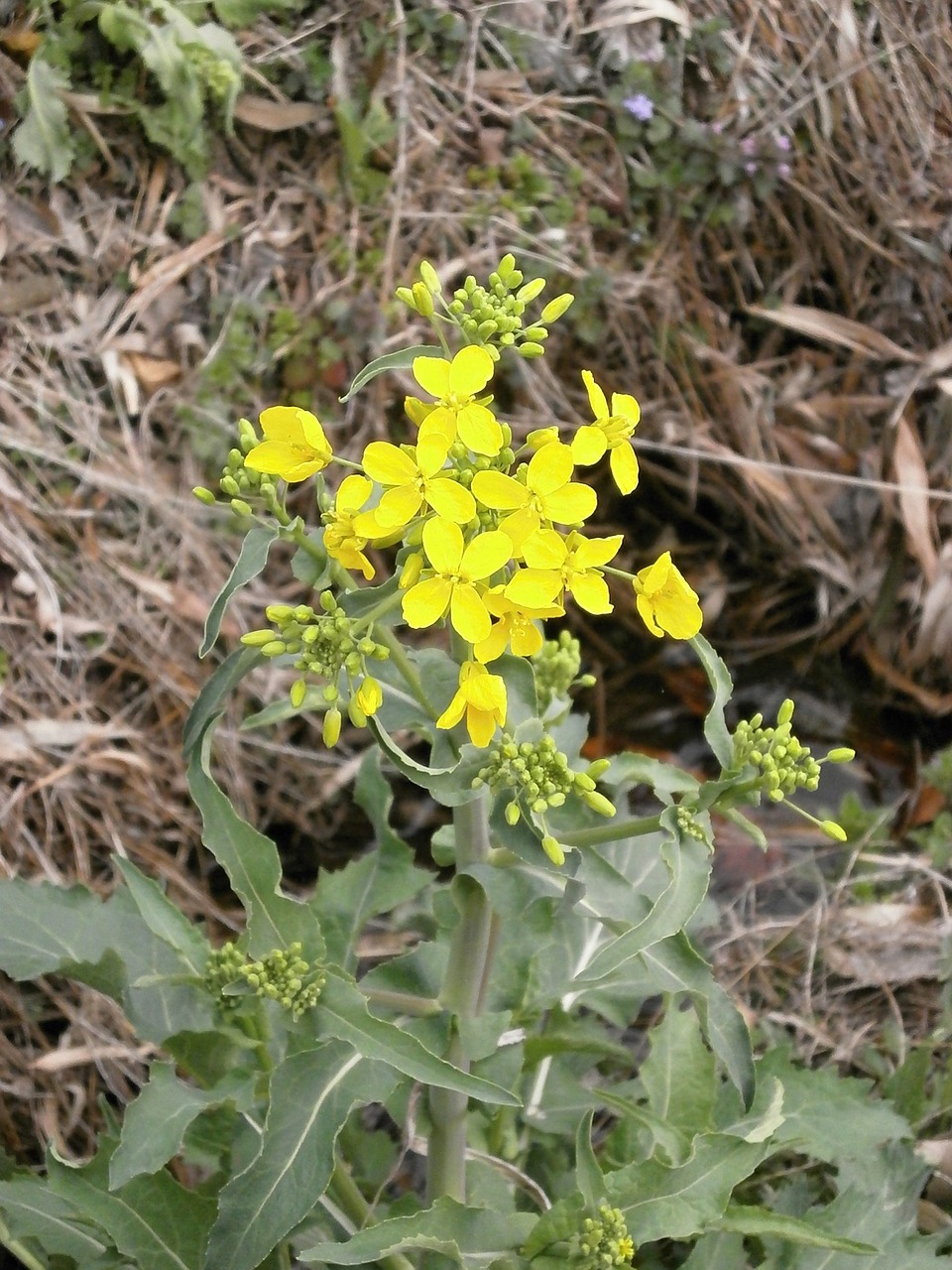 cruciferous vegetable yellow spring free photo