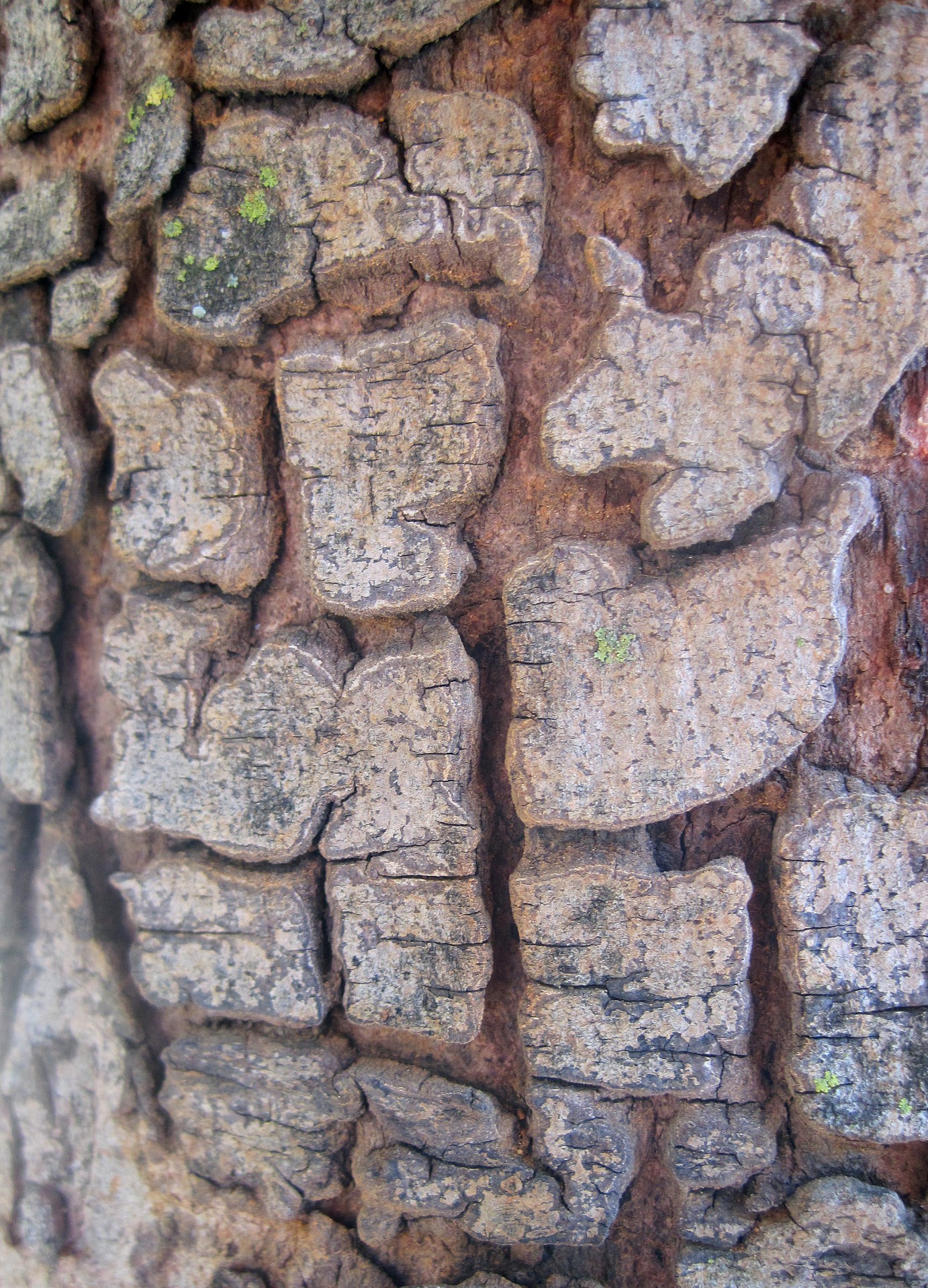 tree bark sectioned free photo