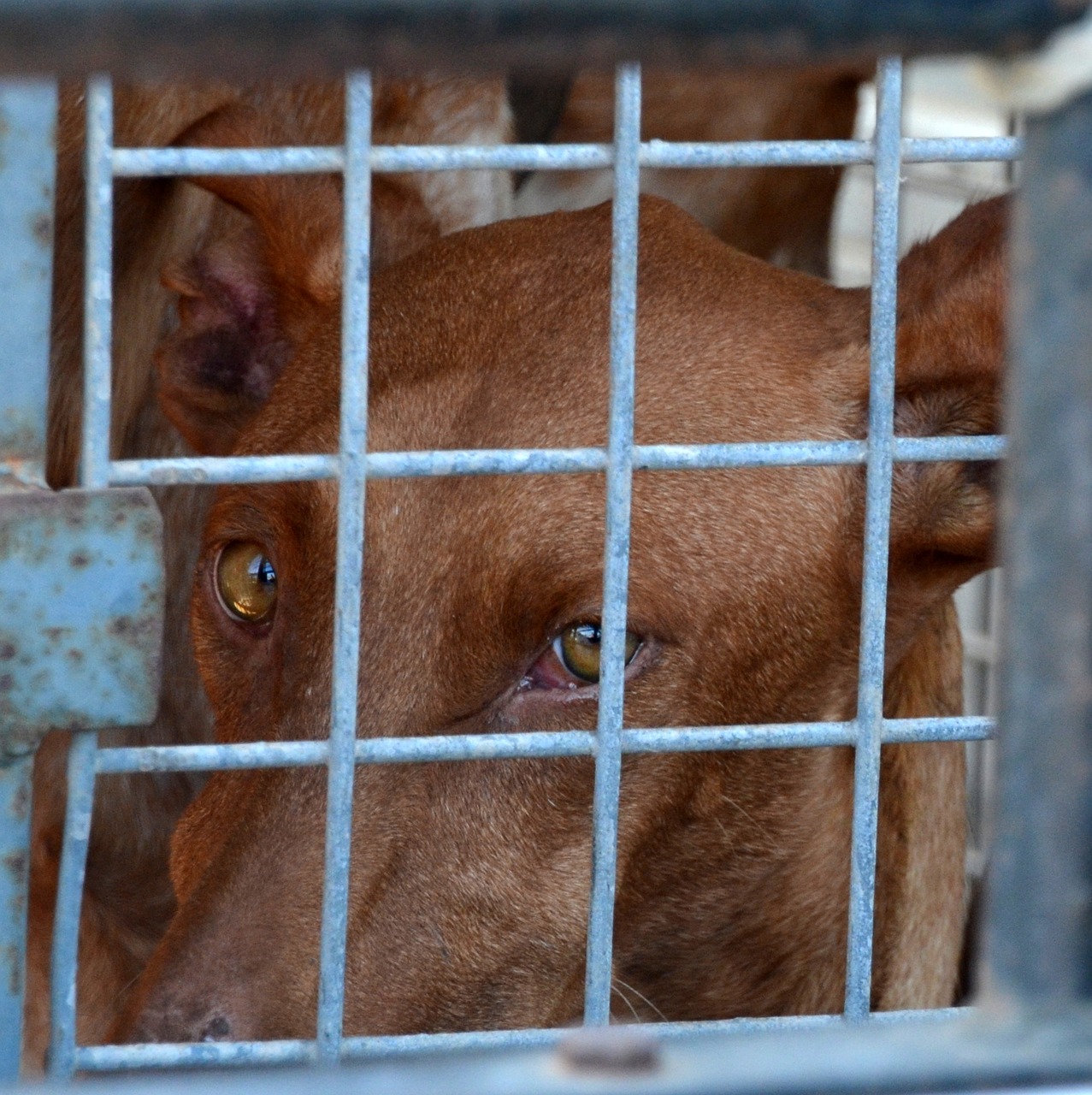 cruelty to animals dog animal welfare free photo