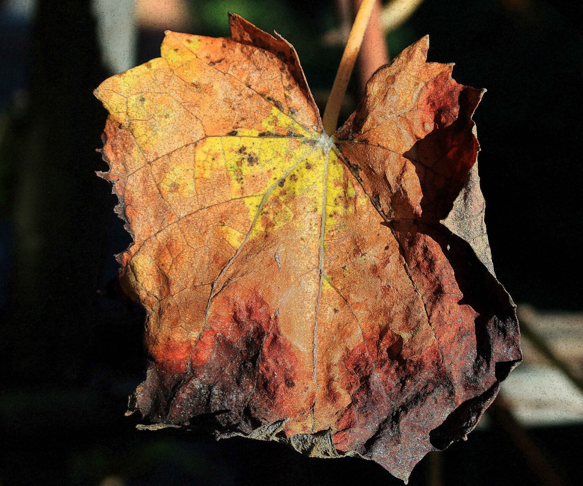 leaf brown vine free photo