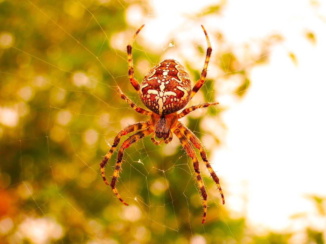 crusader garden  female  arachnid free photo