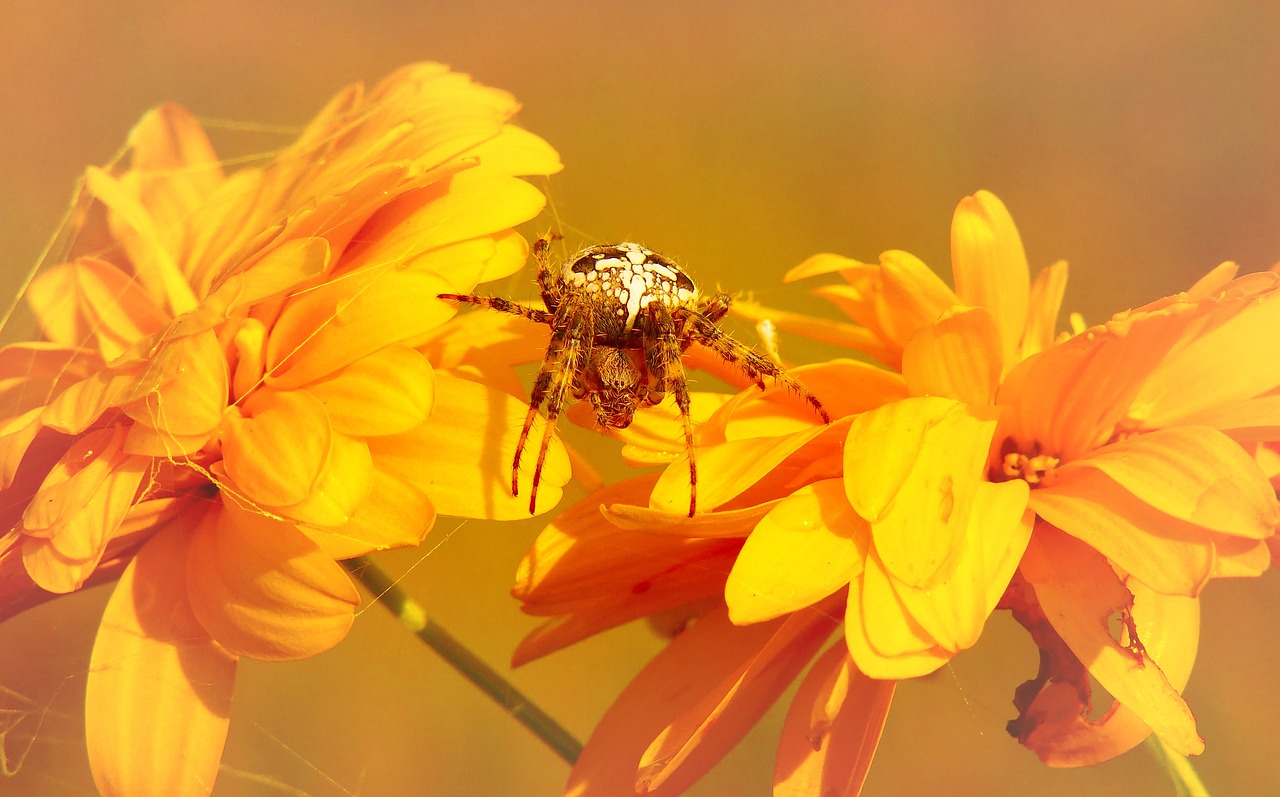 crusader garden  female  arachnids free photo