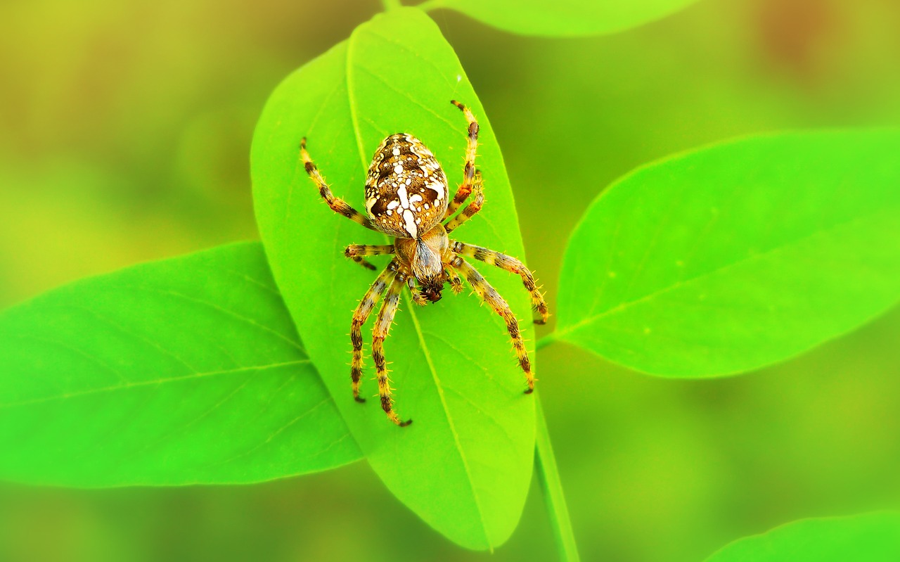 crusader garden  female  arachnids free photo