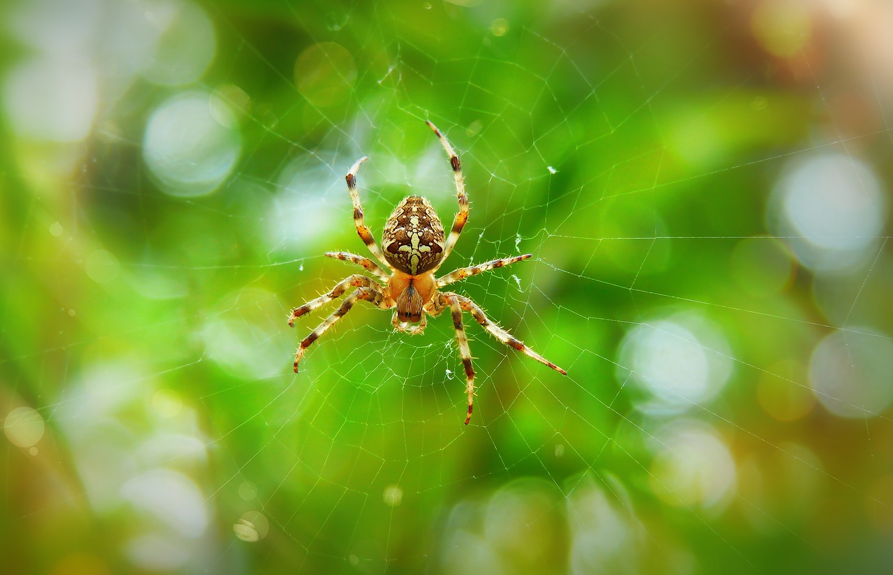 crusader garden  female  arachnid free photo