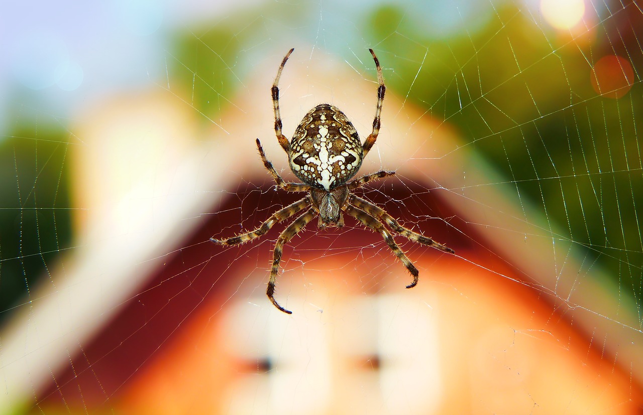 crusader garden  female  arachnid free photo