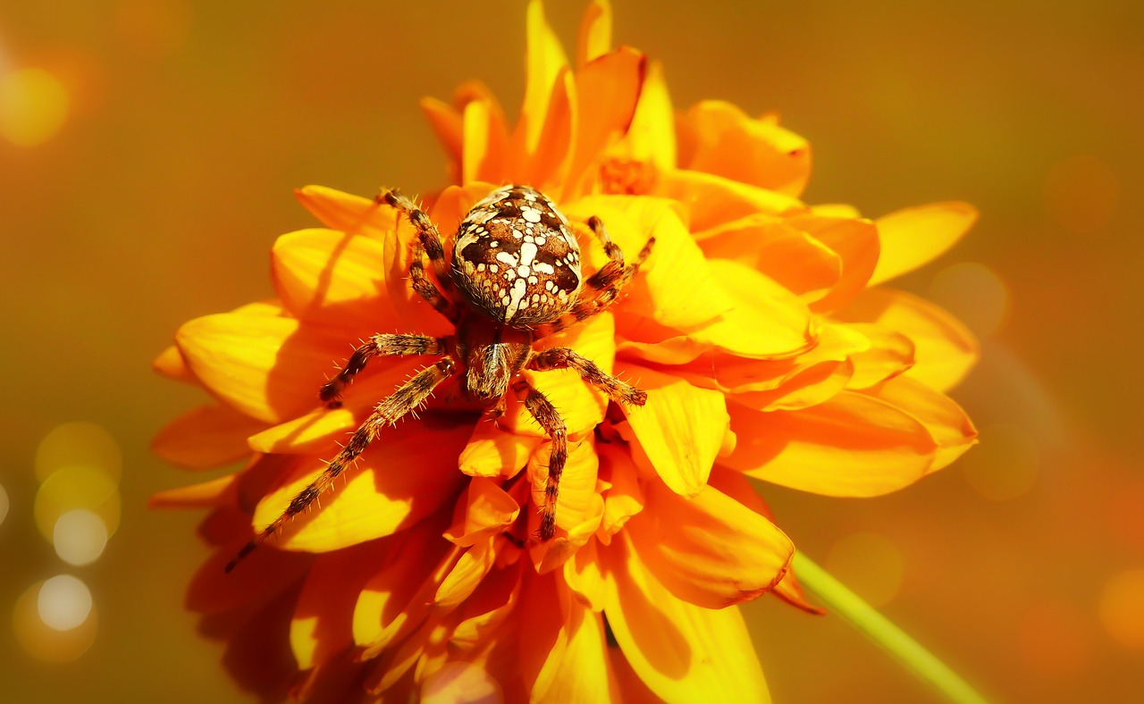 crusader garden  female  arachnid free photo