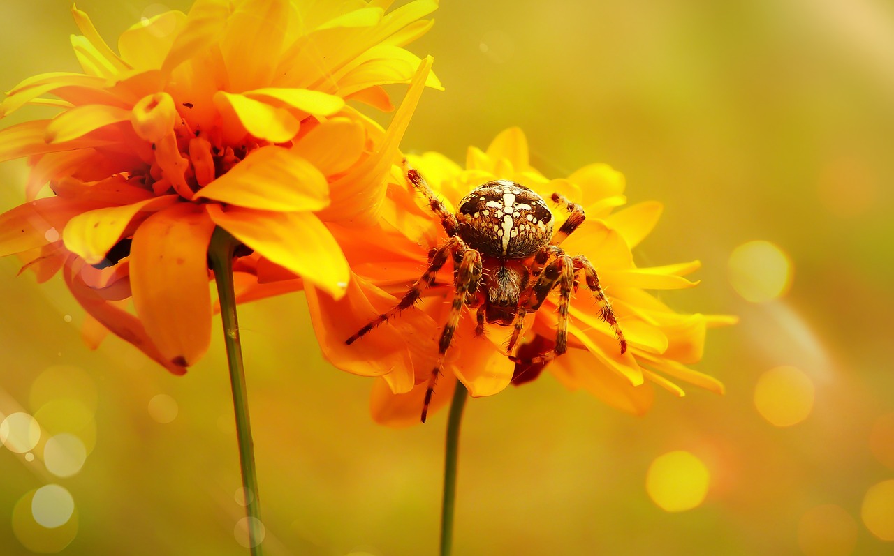 crusader garden  arachnid  szczękoczułki free photo