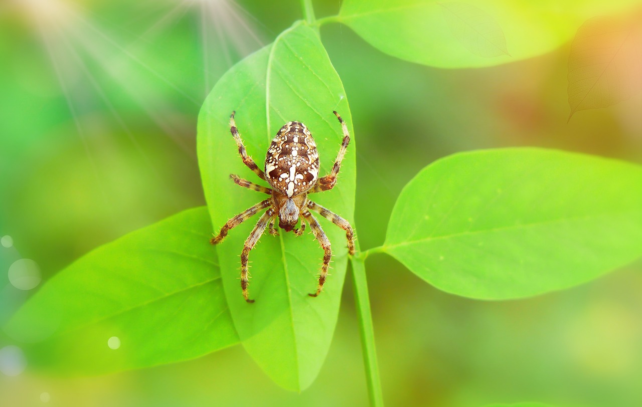 crusader garden  female  arachnid free photo