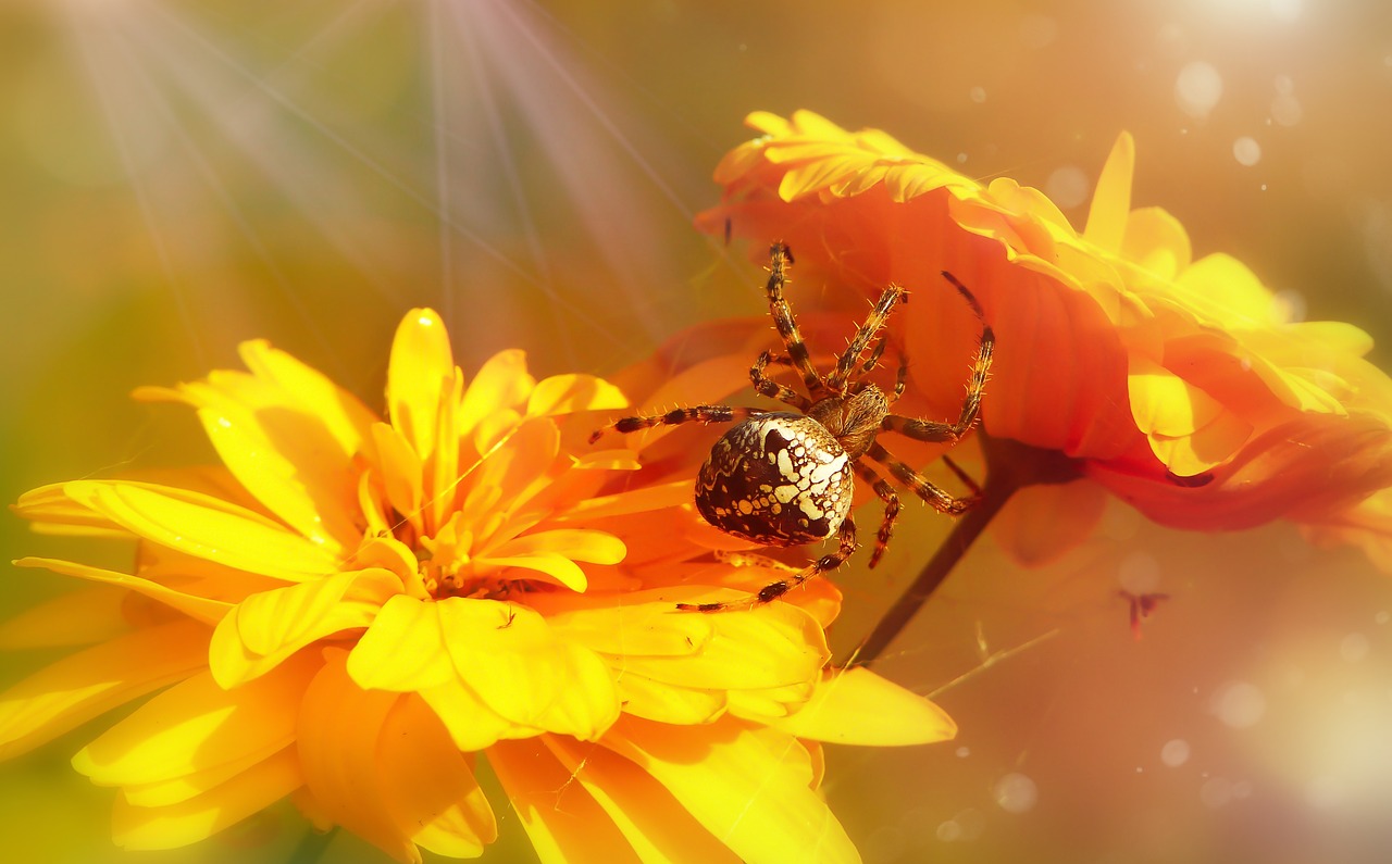 crusader garden  female  arachnid free photo