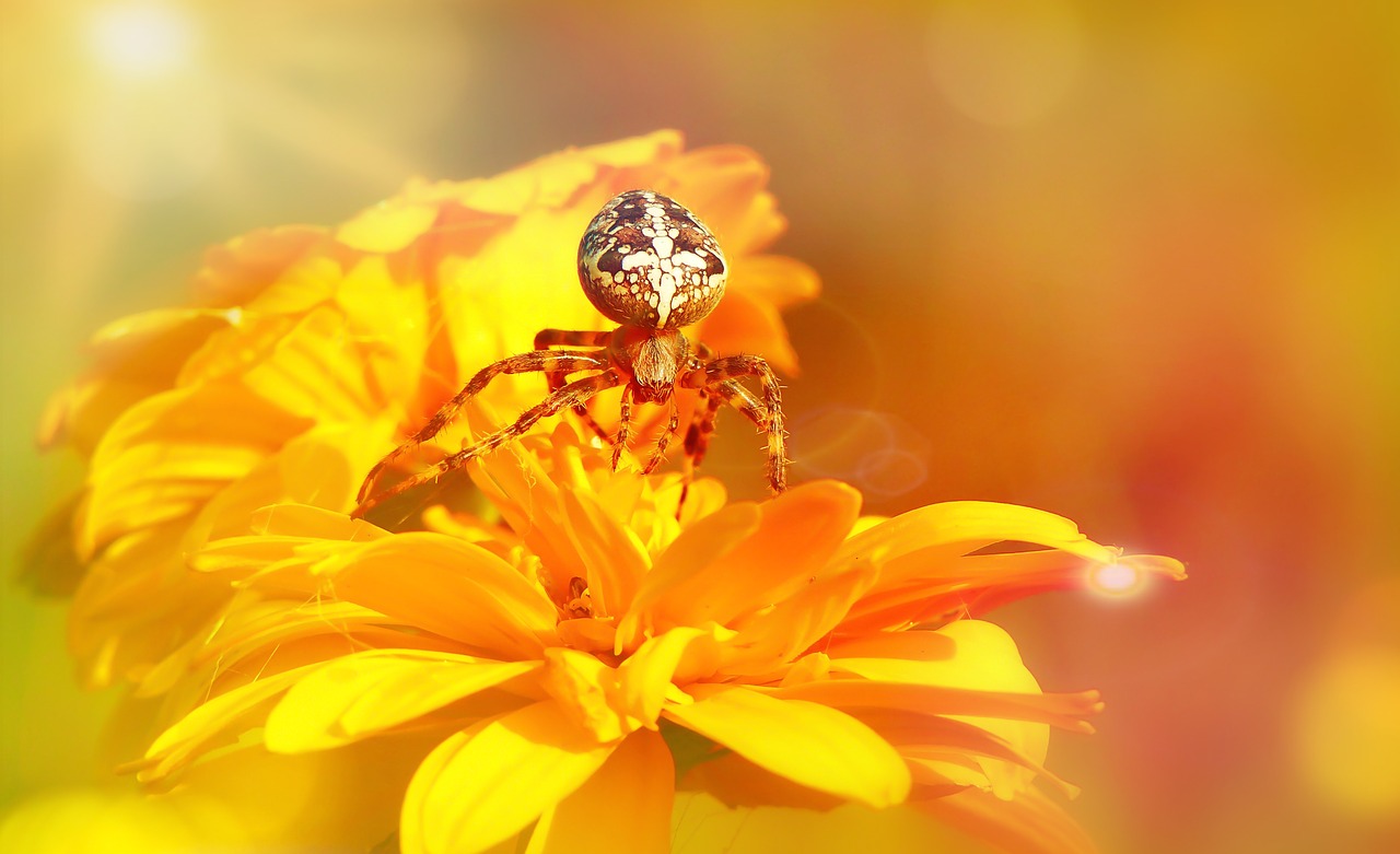 crusader garden  female  arachnid free photo