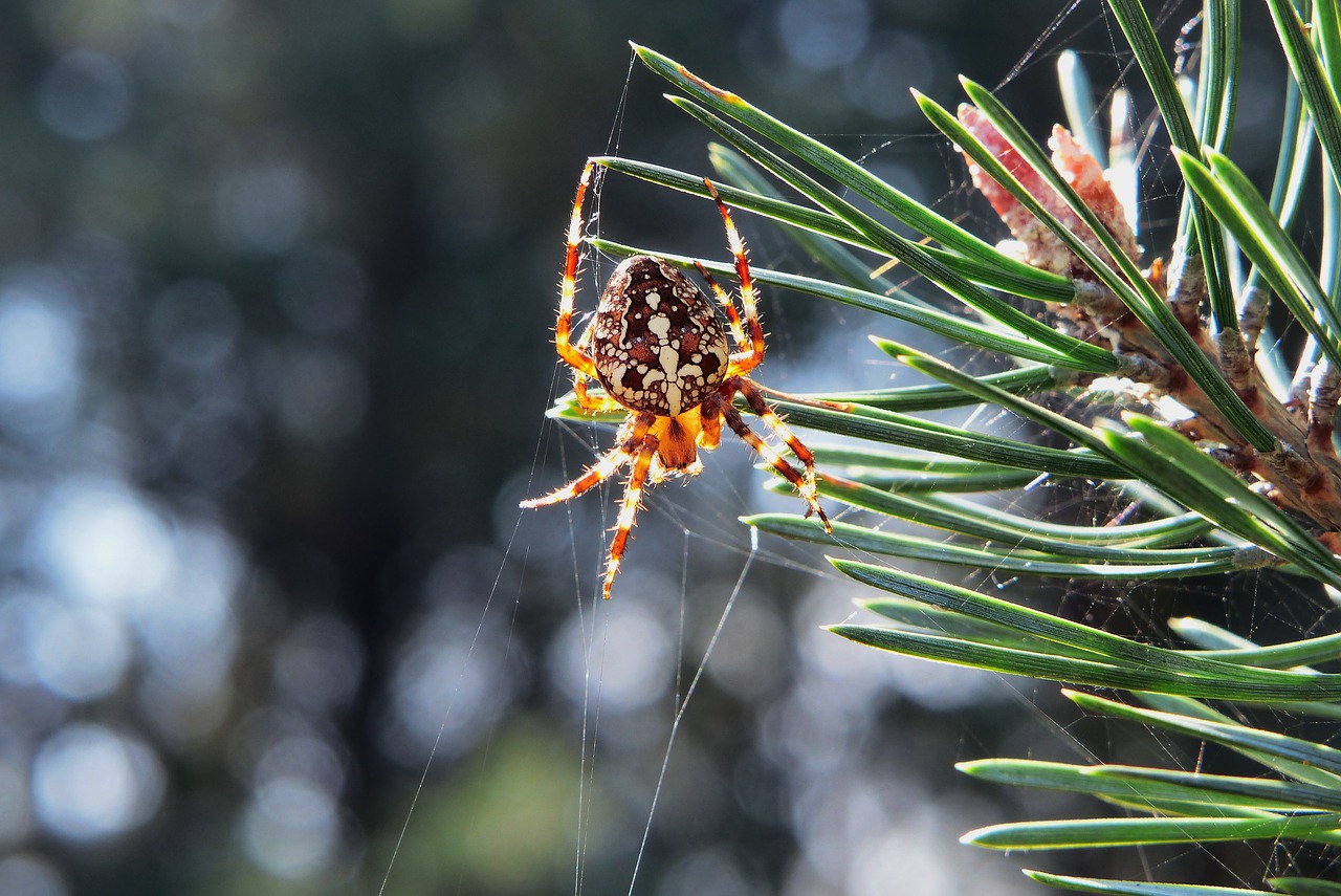 crusader garden  female  arachnid free photo