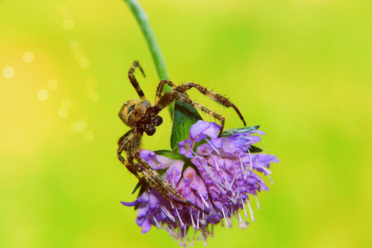 crusader garden  female  arachnid free photo