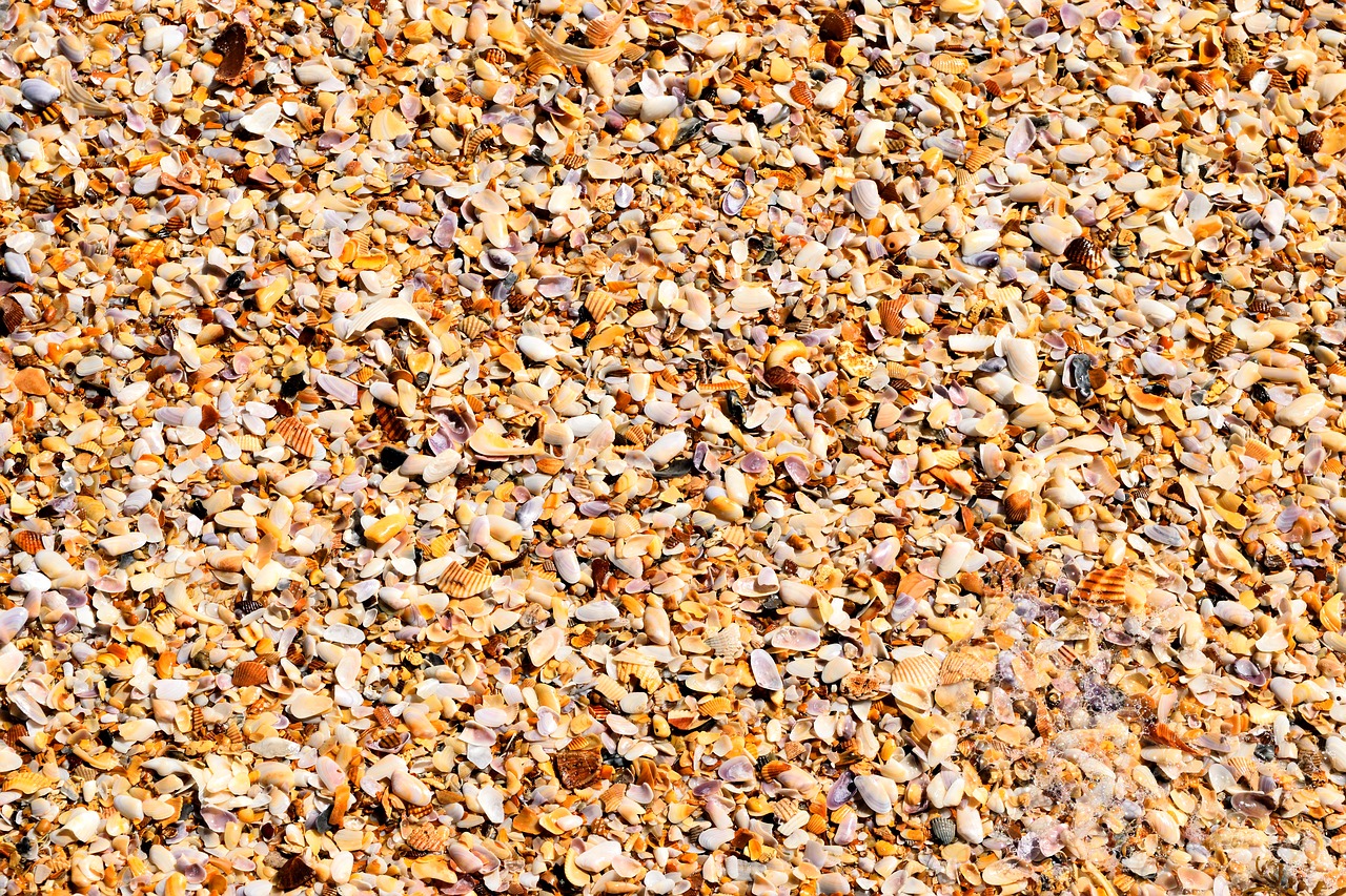 crushed seashells ocean beach free photo