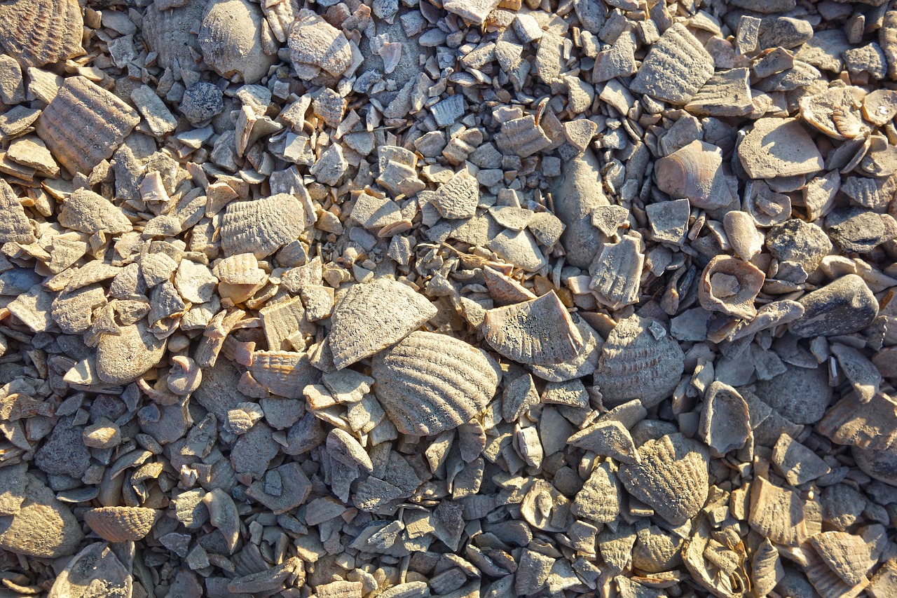 crushed shells  seashell gravel  surface free photo