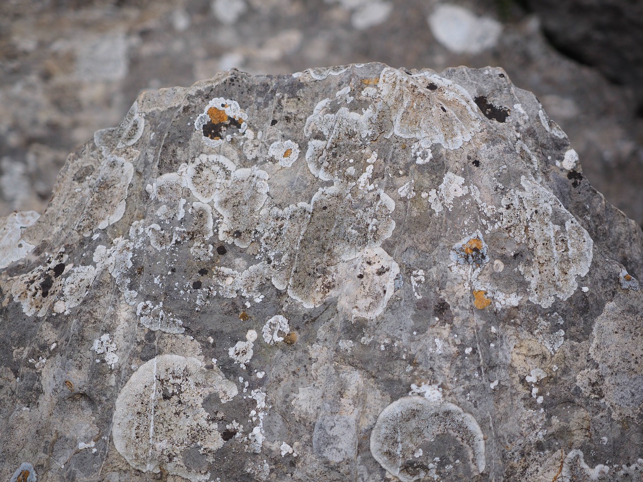 crust lichen rock limestone free photo