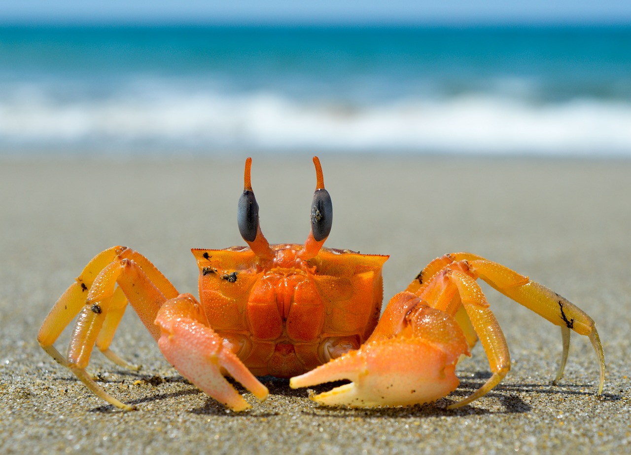 crustacean  crab  sea free photo