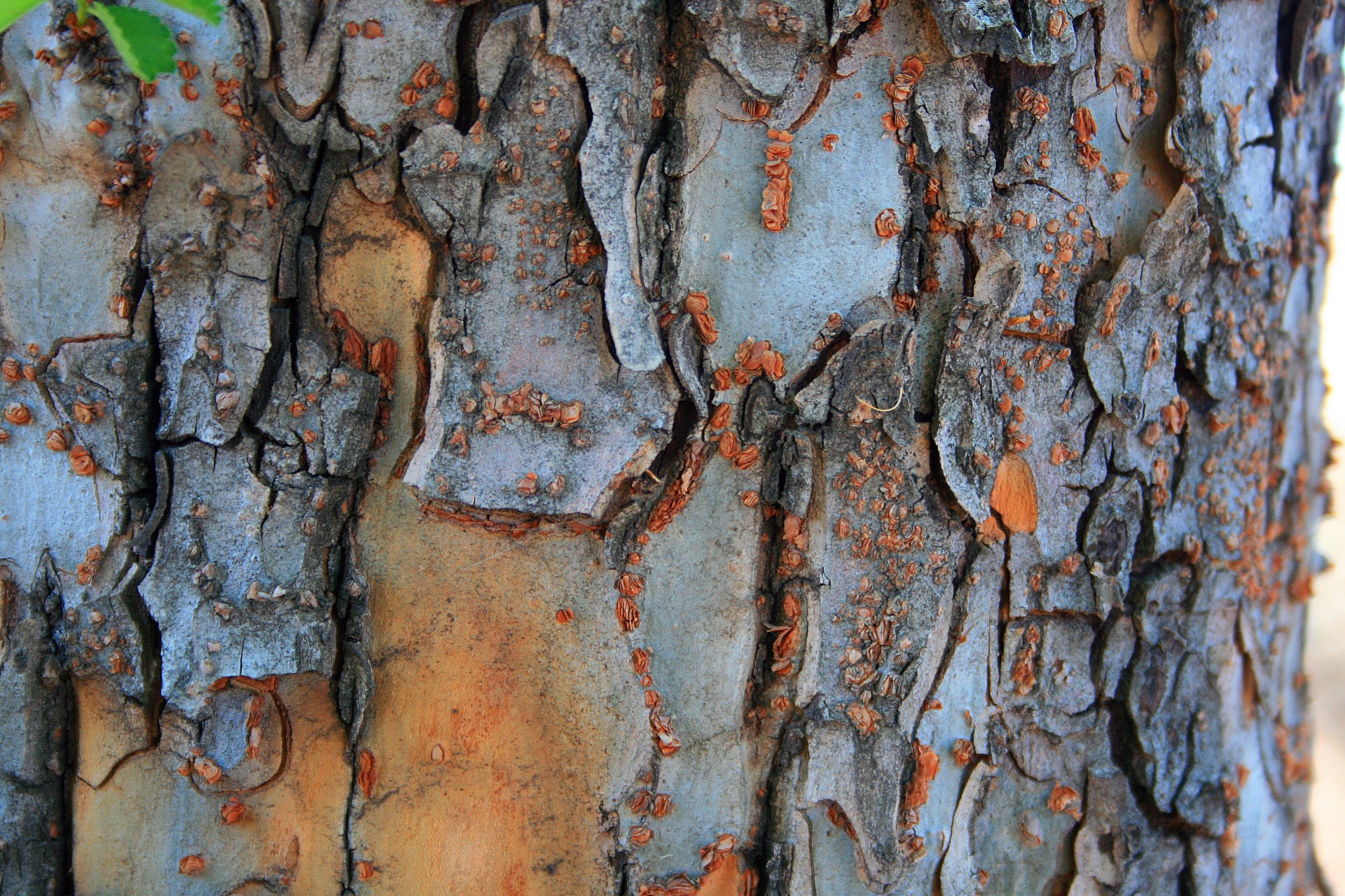 tree bark grey free photo