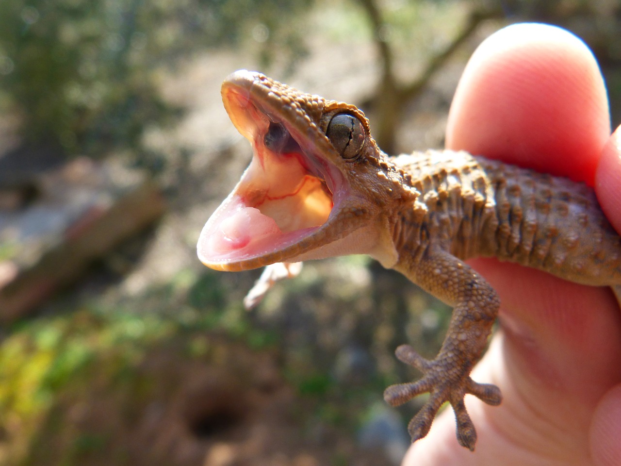 cry open mouth gecko lizard free photo