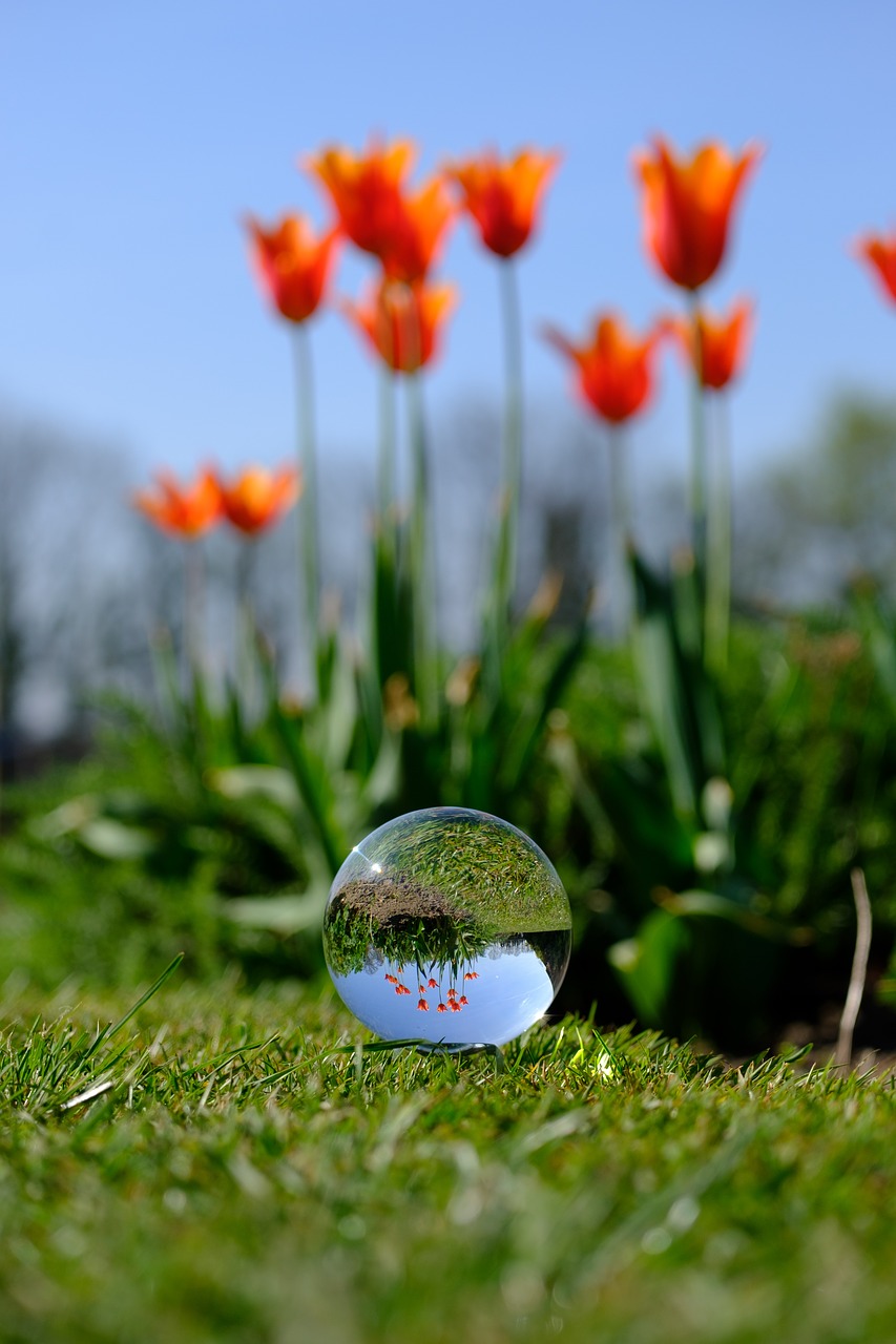 crystal ball  photography  flower free photo