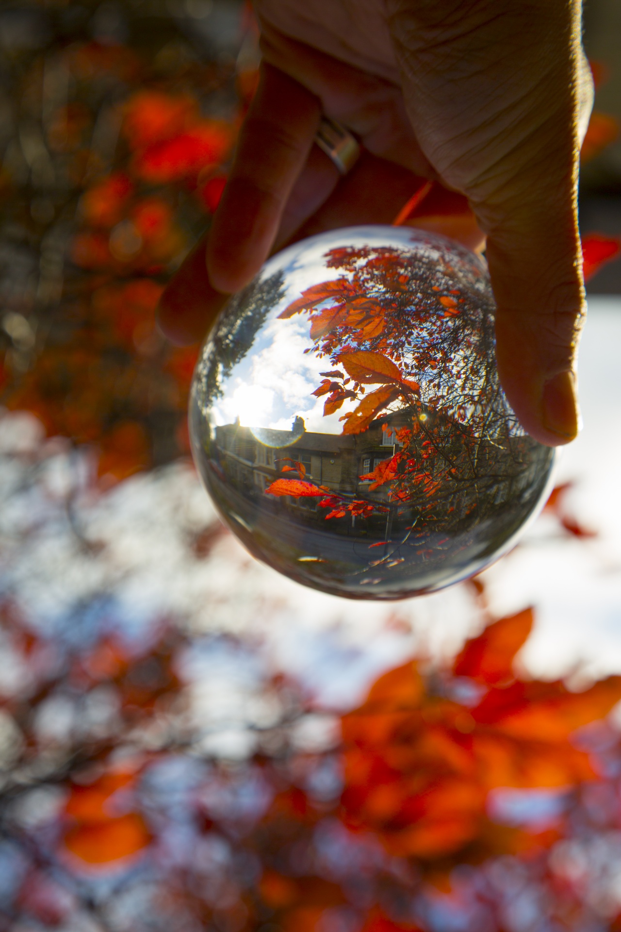 abstract autumn background free photo