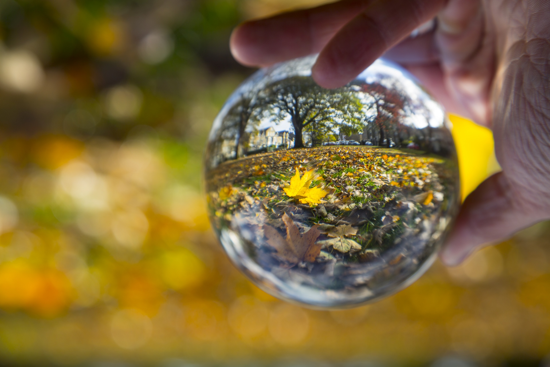 abstract autumn background free photo