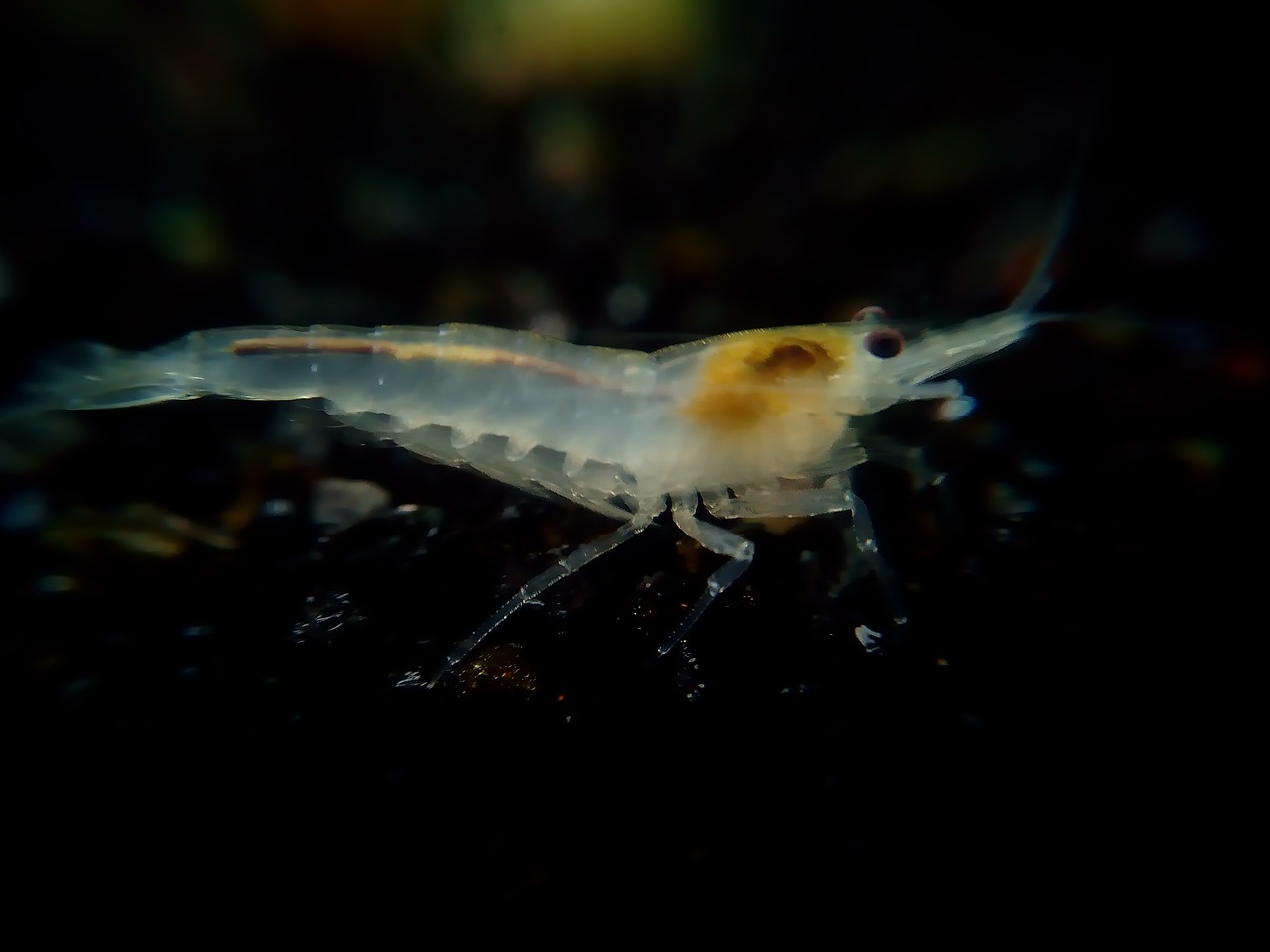 crystal white garnelio shrimp free photo