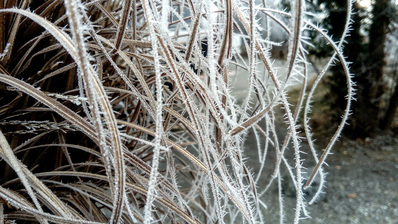 crystals of dreams frost thin free photo