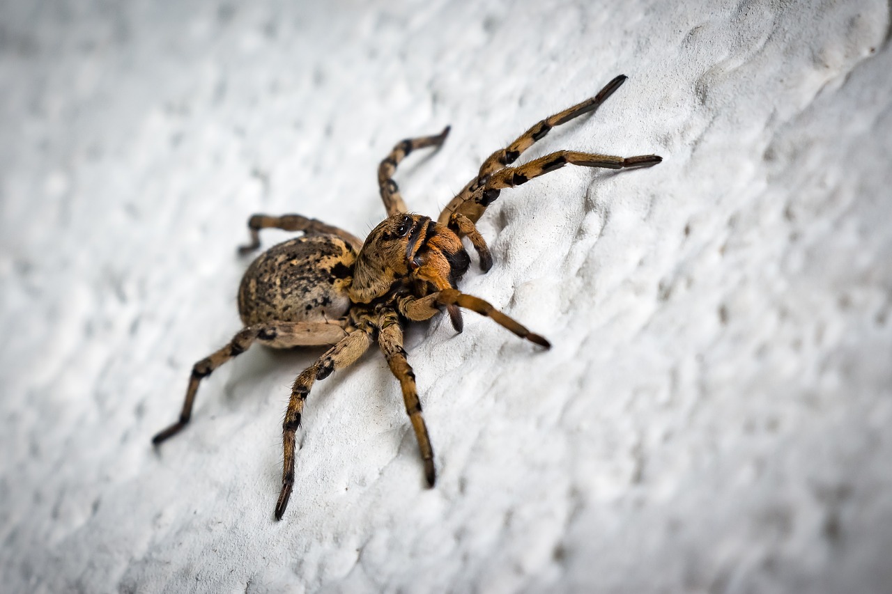 cselőpók spider szongáriai cselőpók free photo