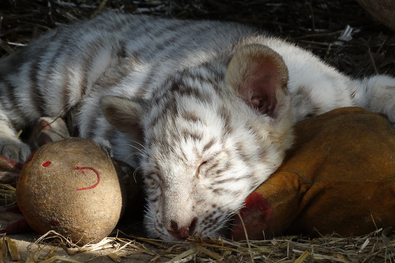 cub white tiger feline free photo