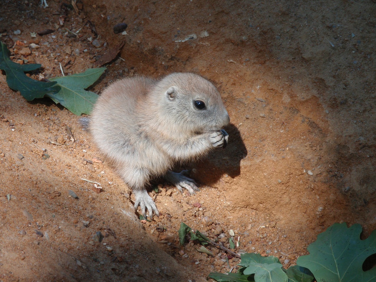 cub zoo animal free photo