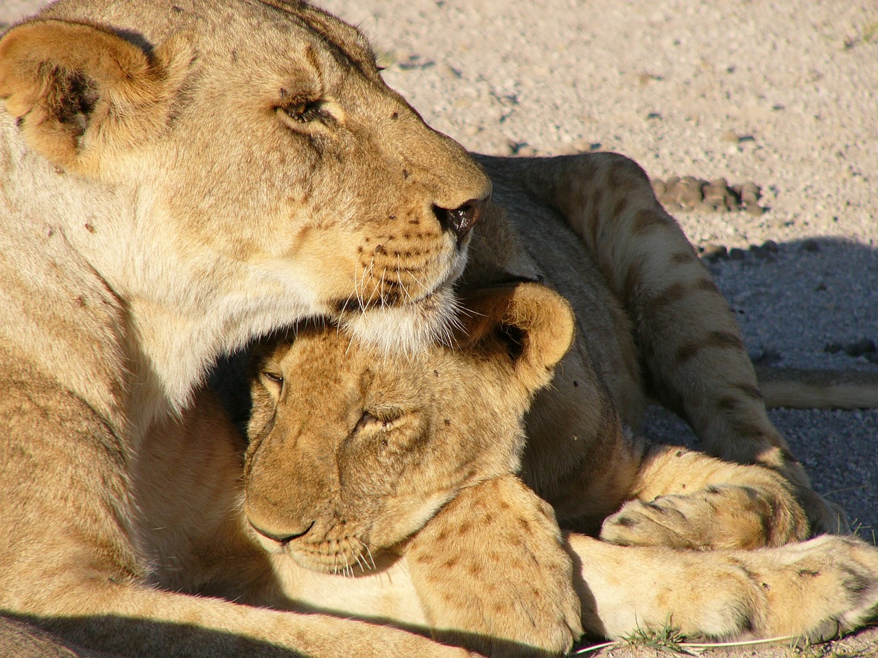 cub lioness nature free photo