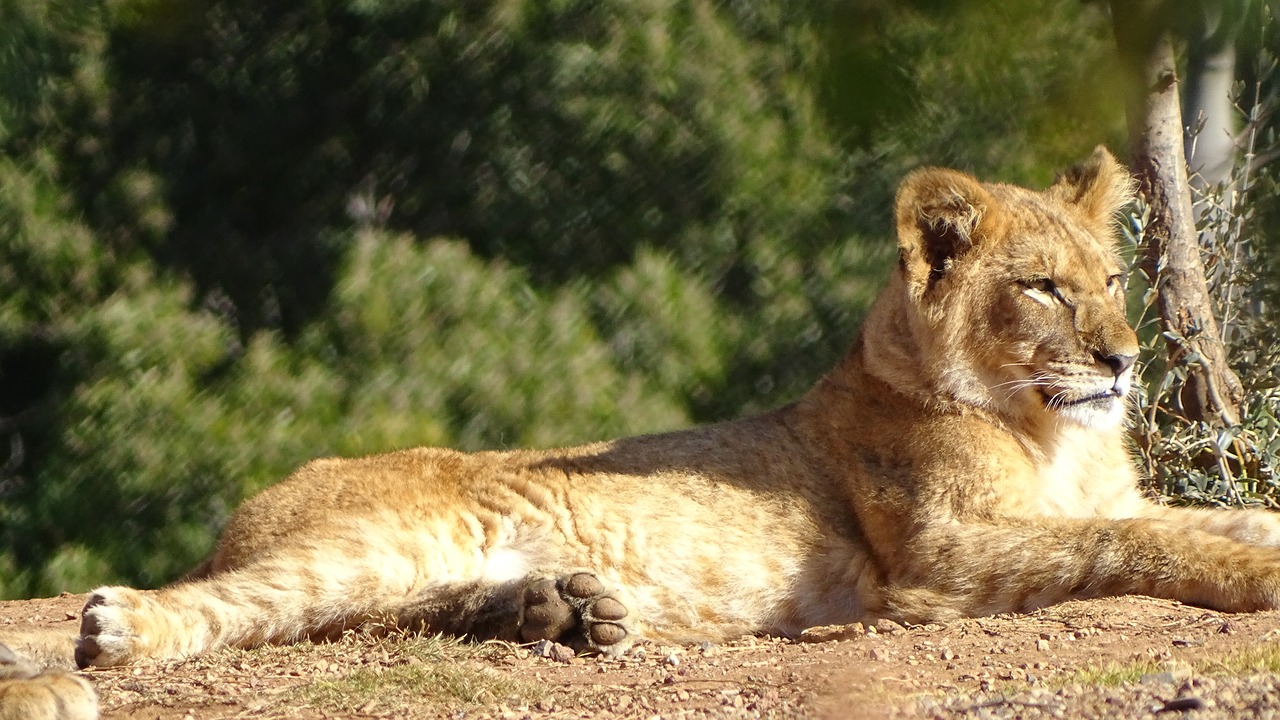 cub lion feline free photo