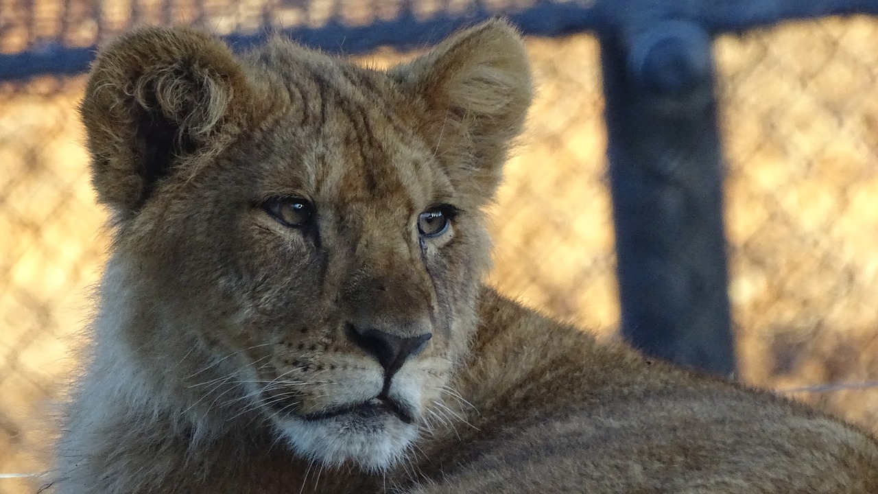 cub lion cat free photo