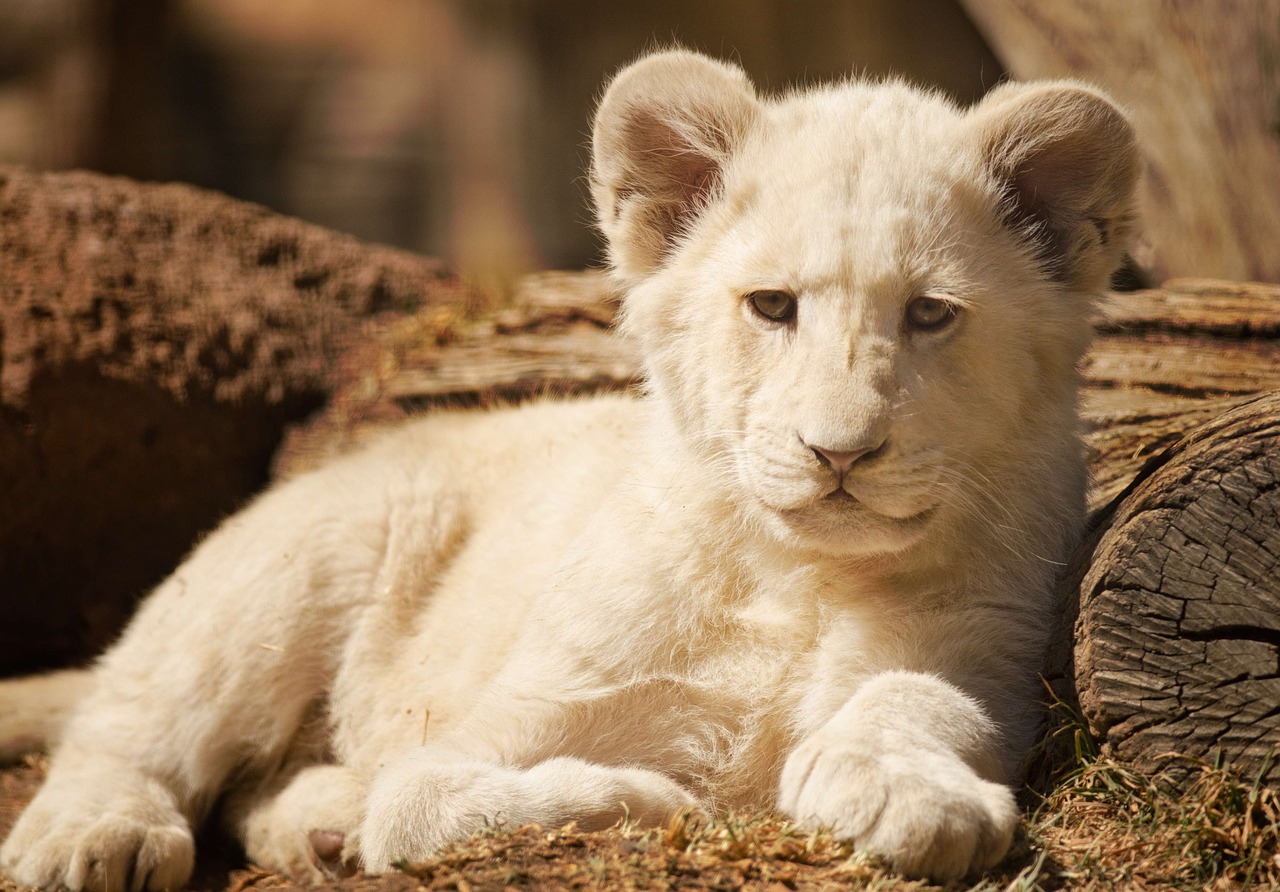 cub lion white free photo