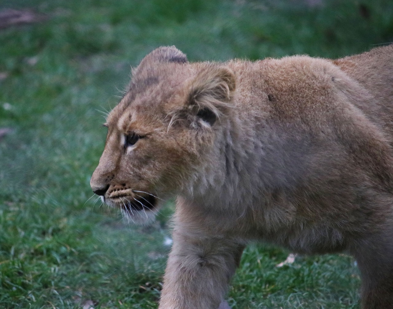 cub  alone  lion free photo