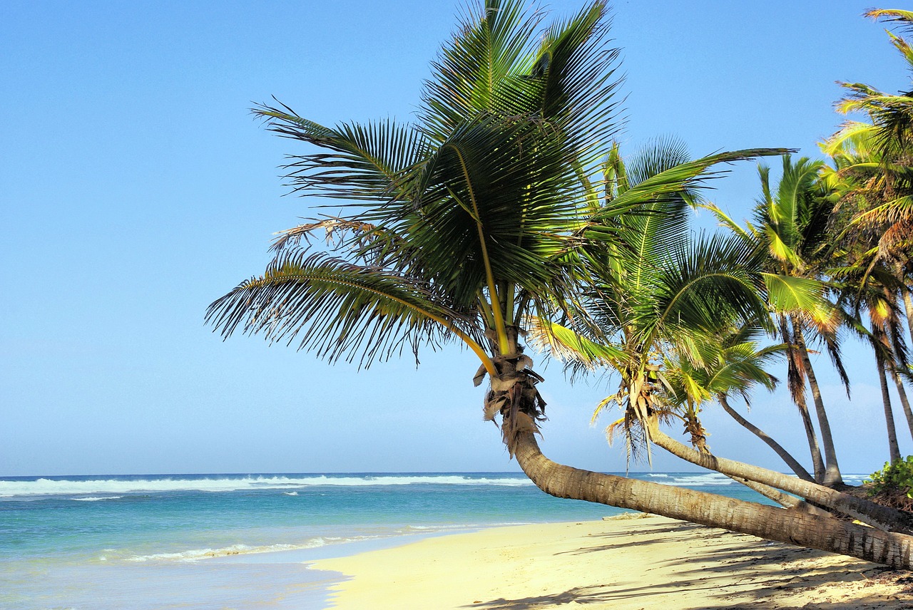 cuba beach coconut trees free photo