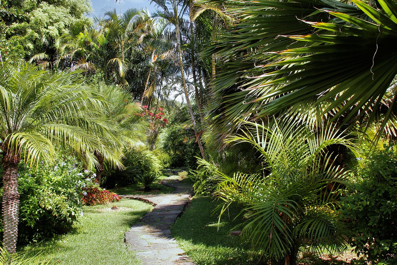 cuba varadero tropical plants free photo