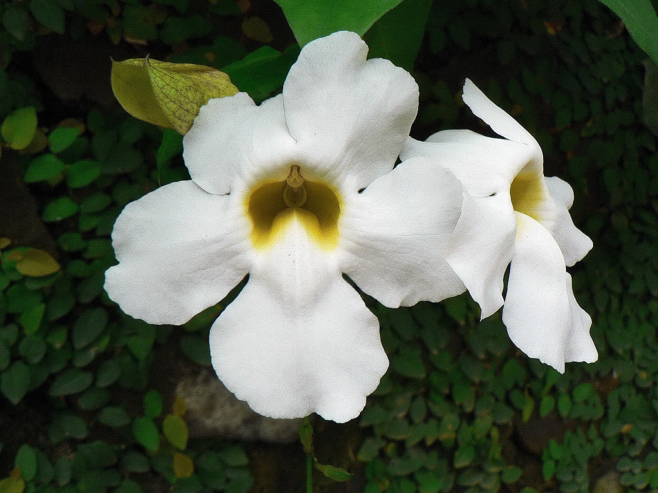 cuba white flowers tropics free photo