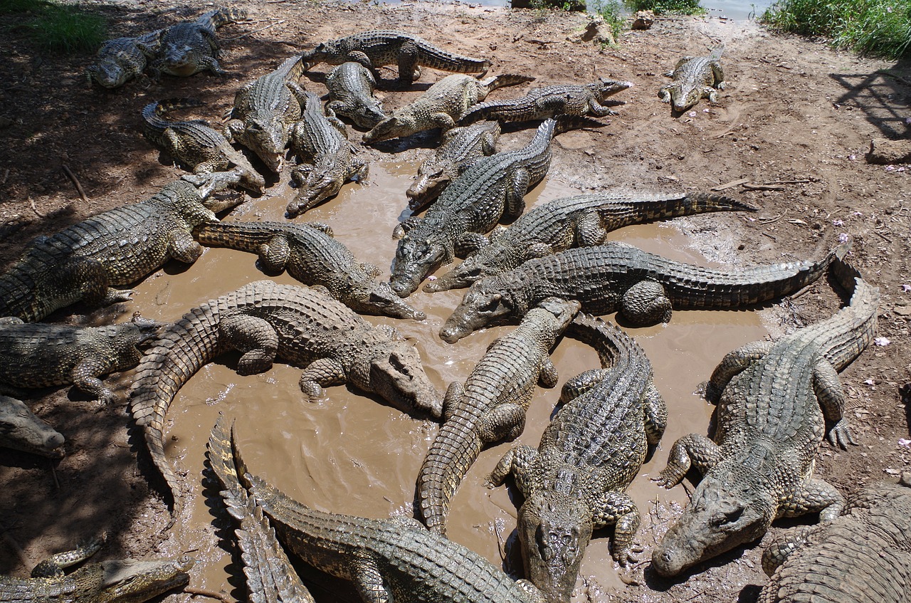 cuba crocodile farm crocodiles free photo