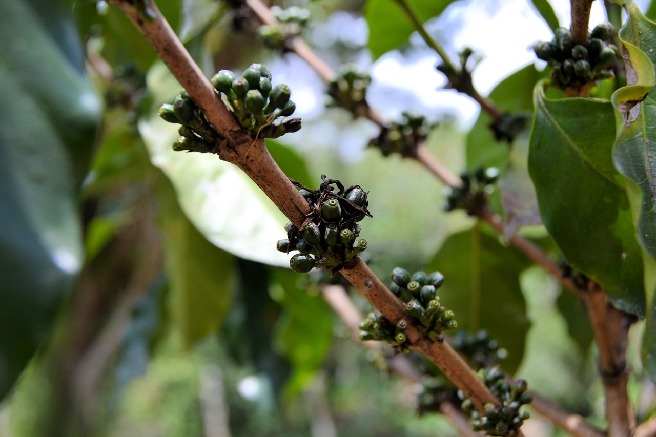 cuba coffee plant free photo