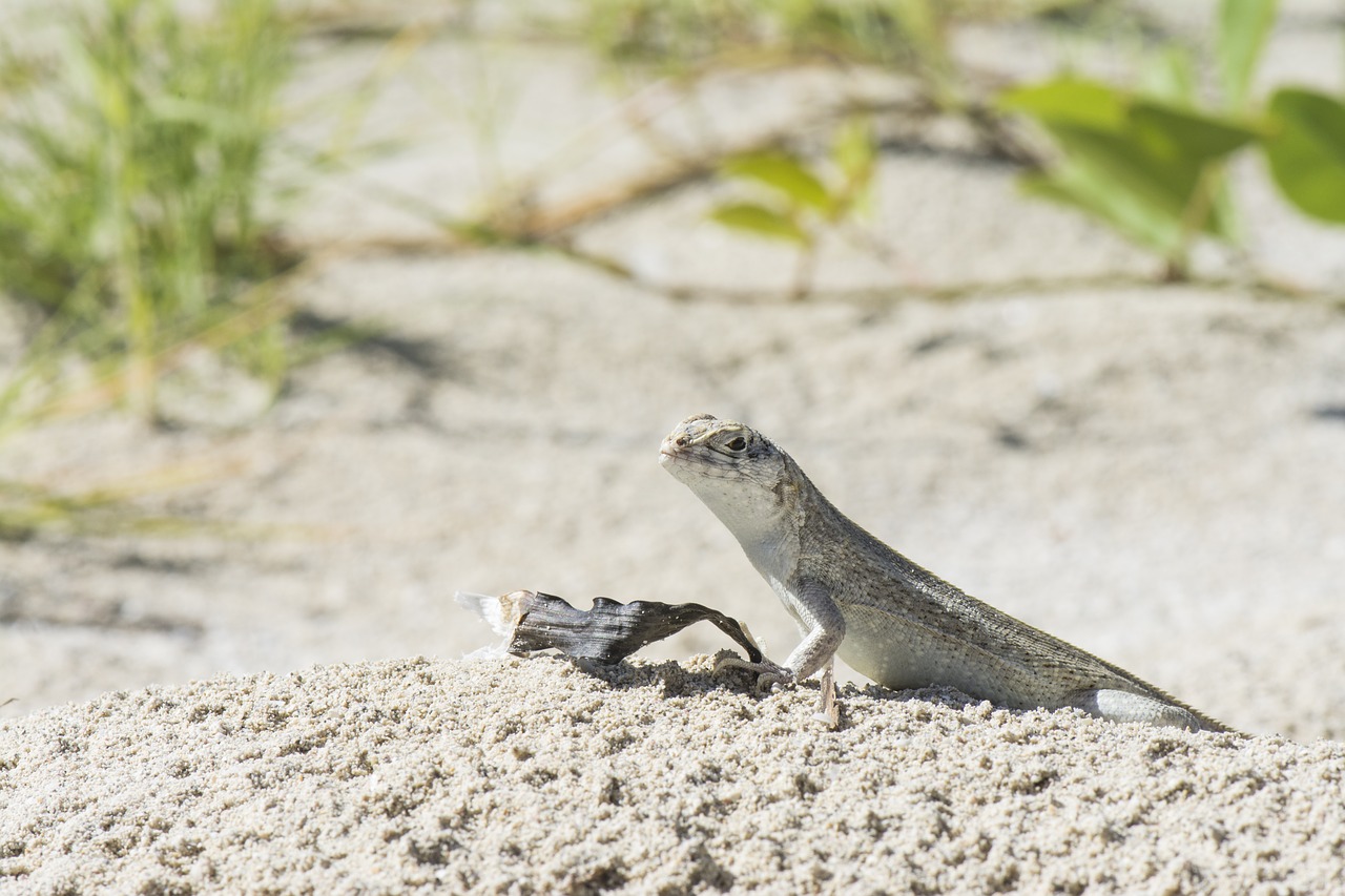 cuba holiday lizard free photo