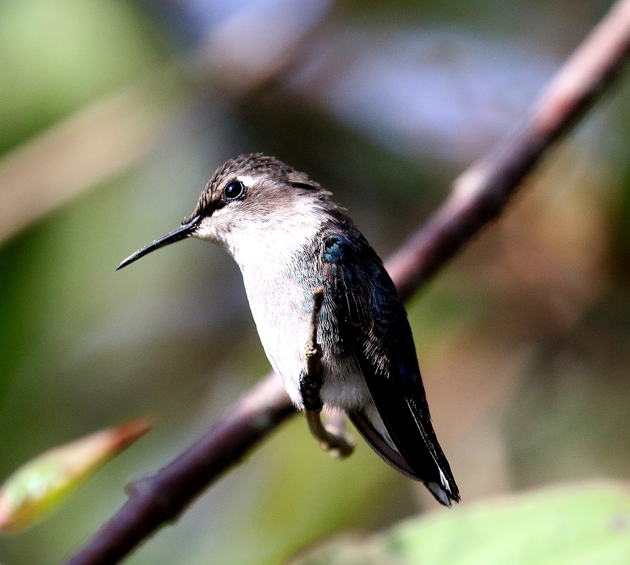 cuba hummingbird bird free photo