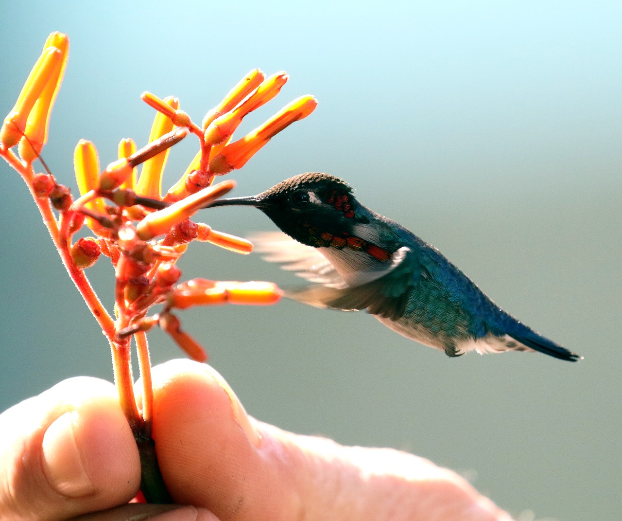 cuba bird hummingbird free photo