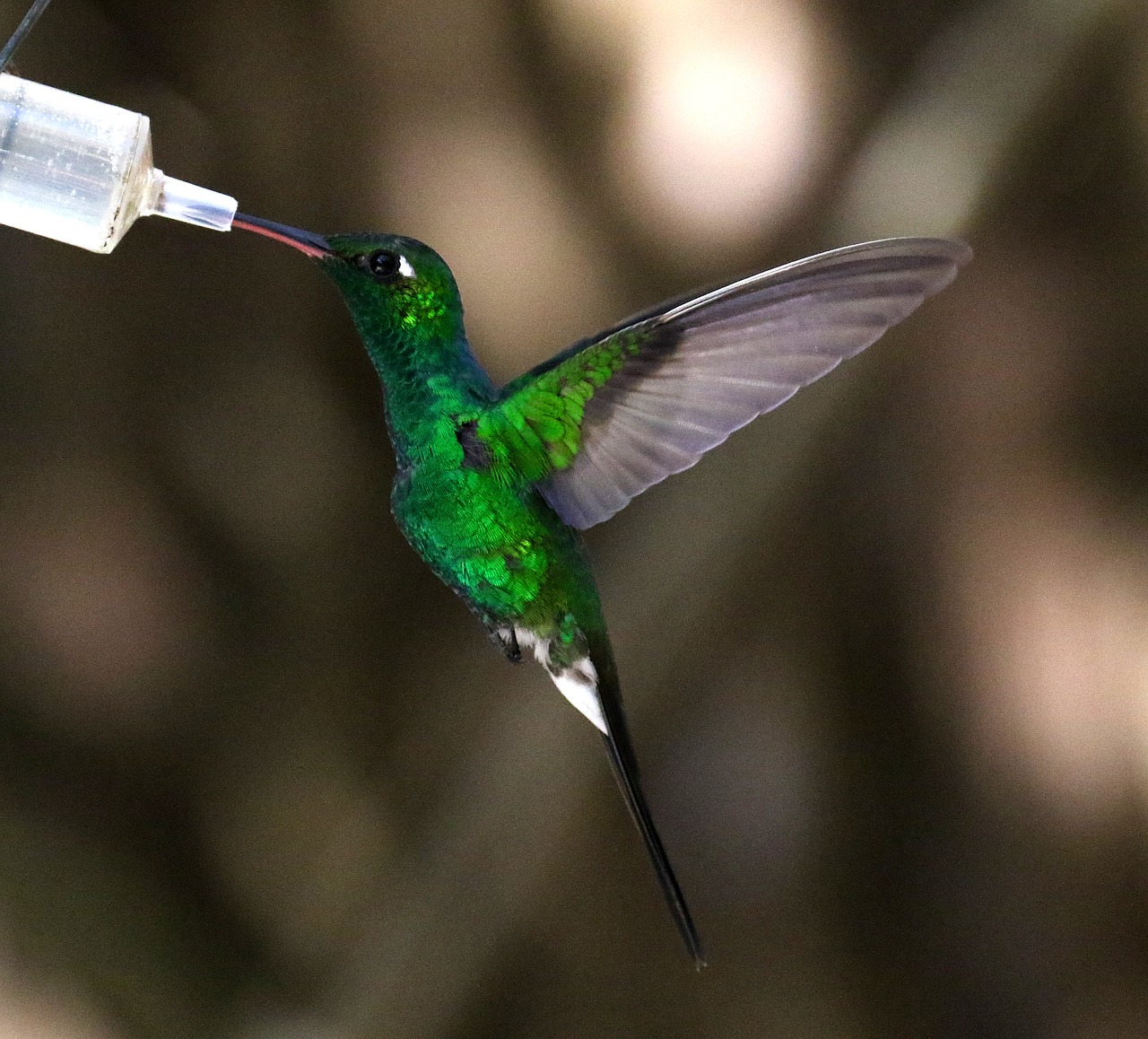 cuba hummingbird nectar free photo