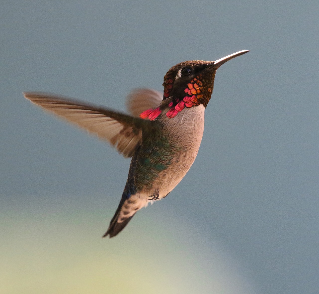 cuba hummingbird zunzuncito free photo