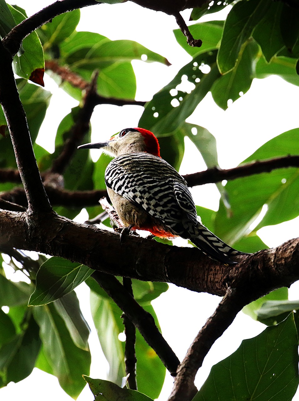 cuba bird woodpecker free photo