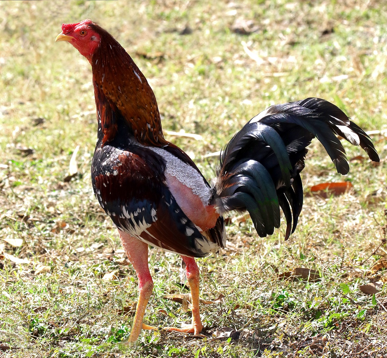 cuba rooster chicken free photo