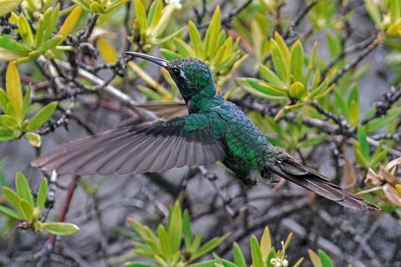 cuba cienaga de zapata hummingbird free photo