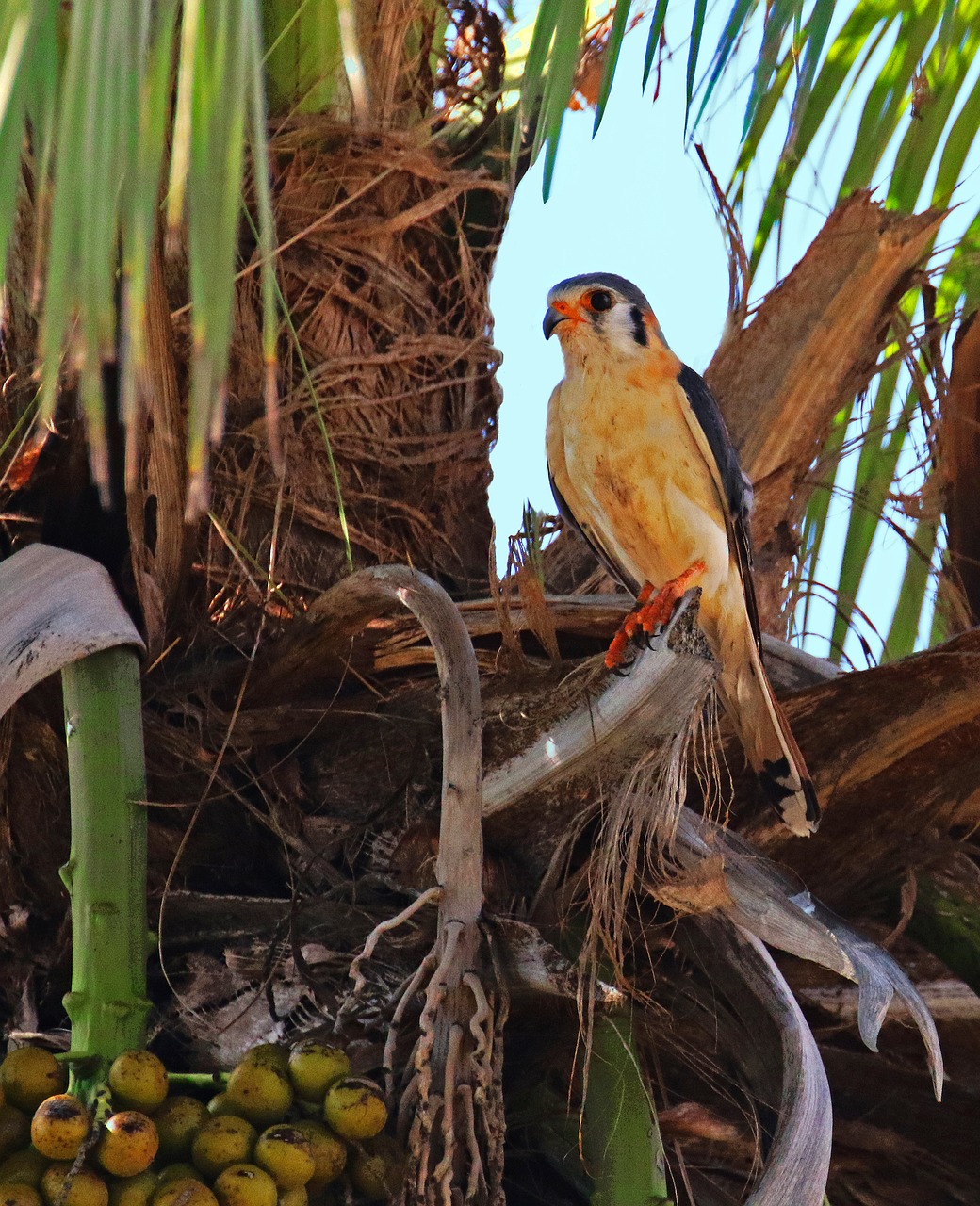 cuba kestrel palm free photo